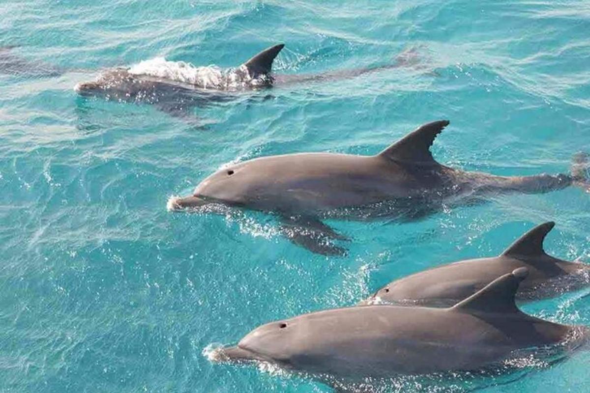 egy csoport delfin úszik a vízben