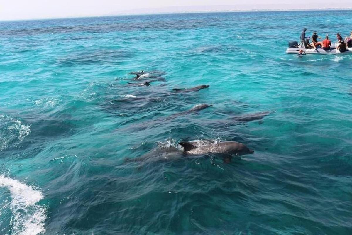 egy csoport delfin az óceánban, emberekkel egy hajón