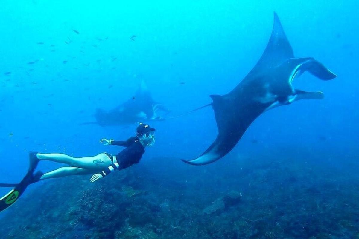o persoană care înoată în ocean lângă o pisică de mare