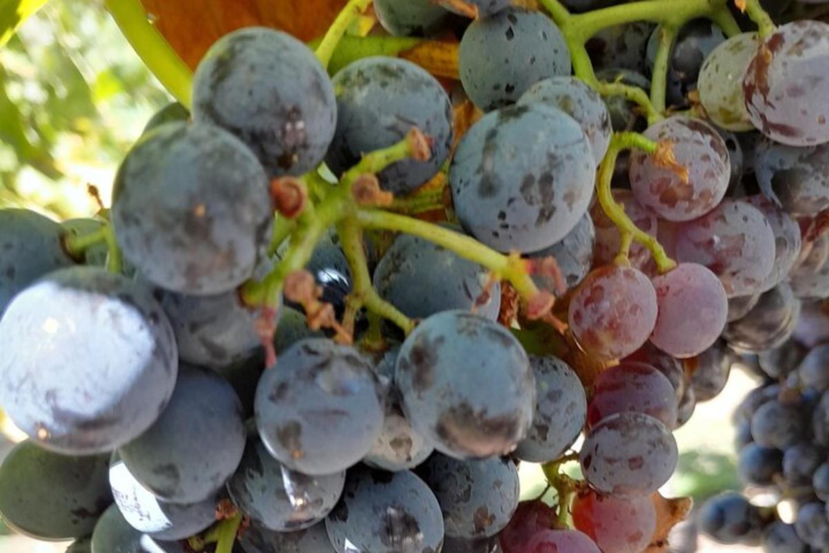un grappolo d'uva viola appeso a una vite