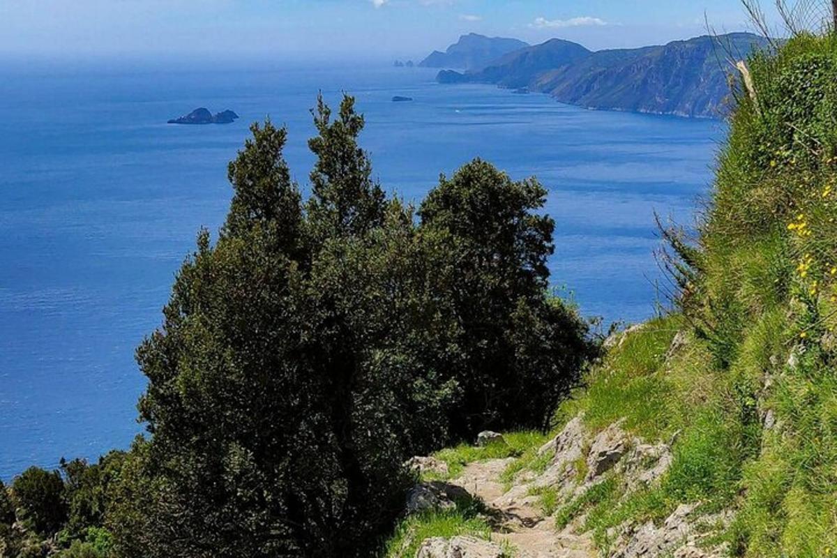 μια θέα στον ωκεανό από έναν λόφο με δέντρα