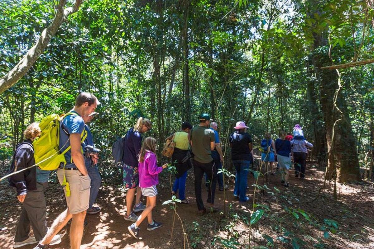 a group of people walking on a trail in the woods