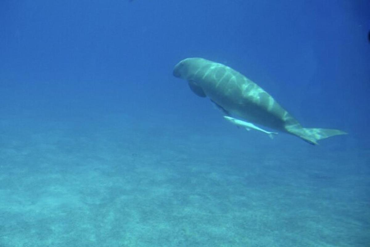 un peix nedant a l'aigua de l'oceà