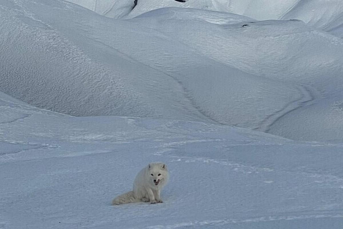 um urso polar branco sentado na neve