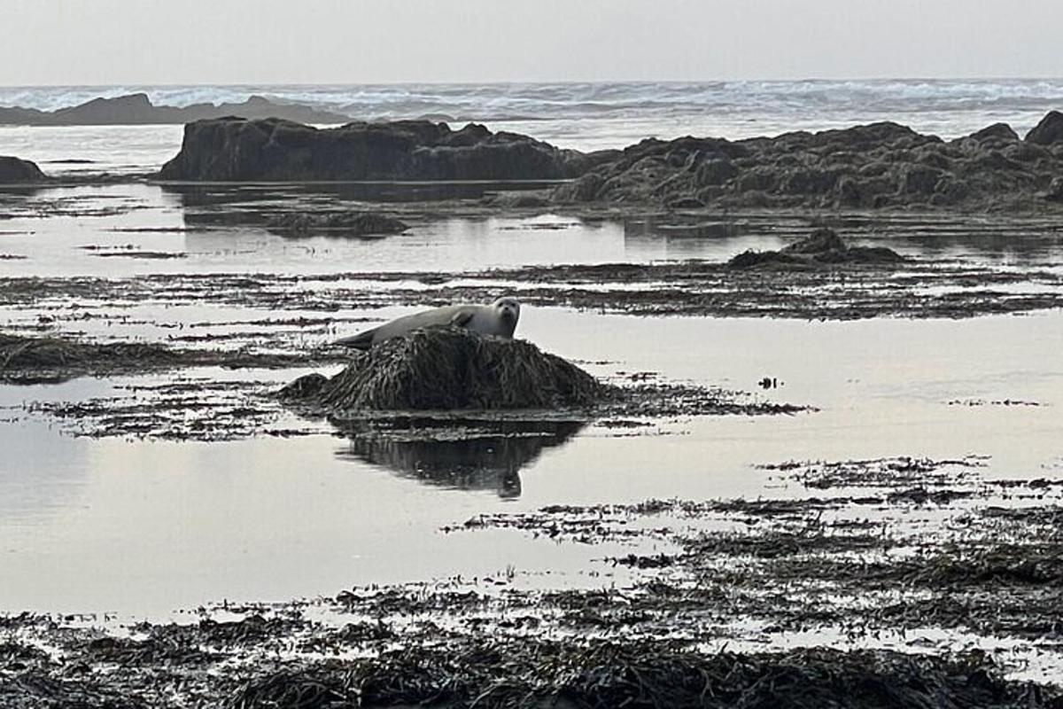 uma foca deitada em uma rocha na água