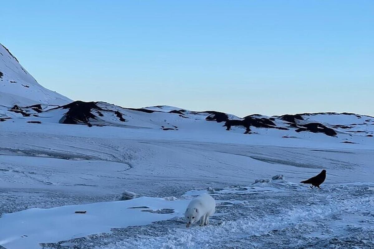 un orso polare in piedi in un campo coperto di neve