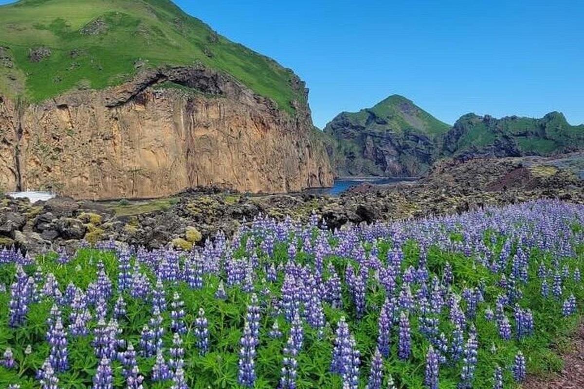 Un campo de flores moradas frente a una montaña.