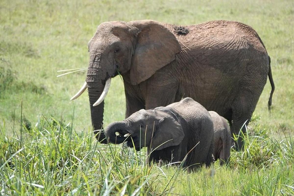 en voksen elefant og en babyelefant som står i et felt