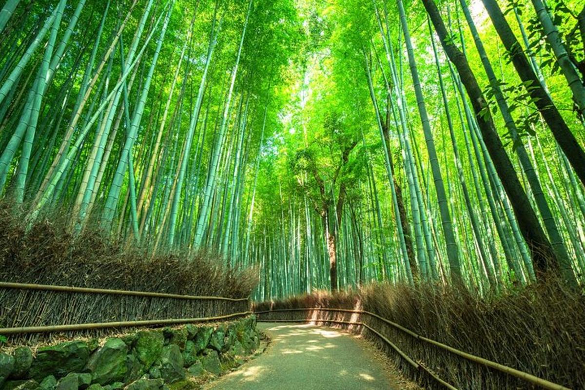 hutan bambu dengan jalan tanah di dalamnya