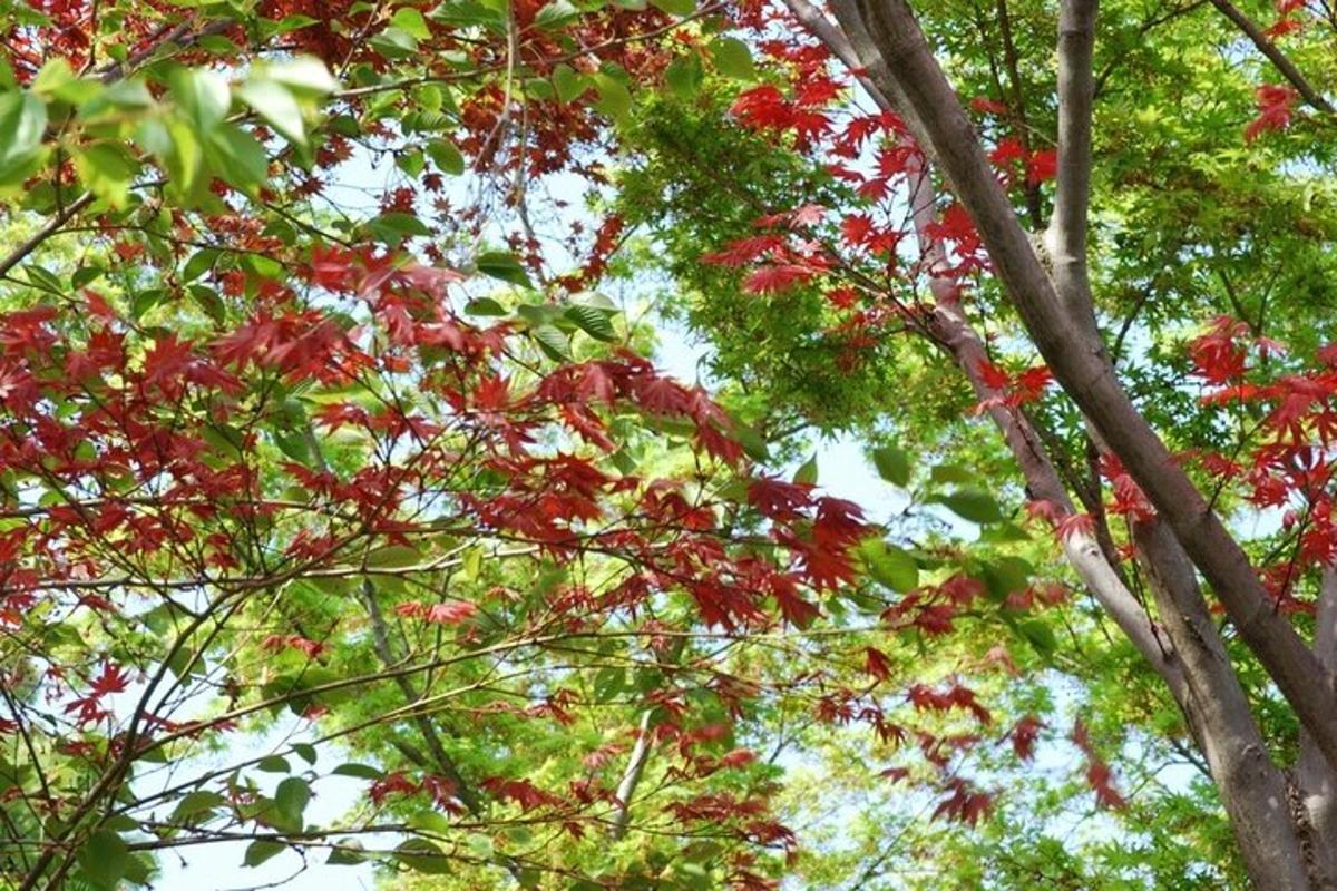 sekelompok pohon dengan daun merah
