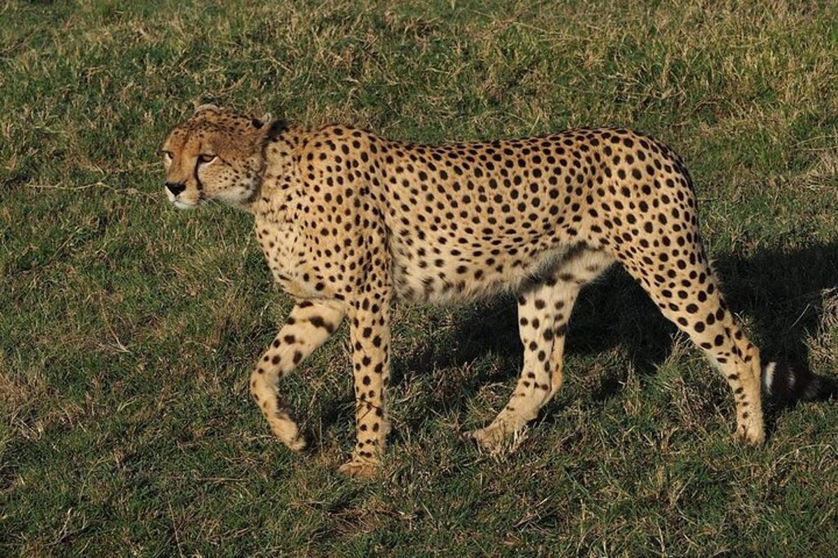 gepard stojící v poli trávy