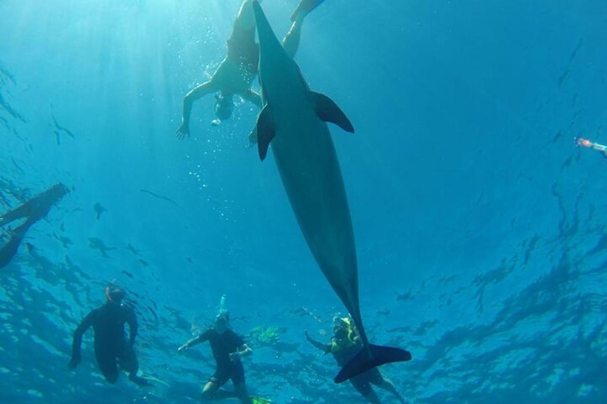 a group of people in the water with a whale shark
