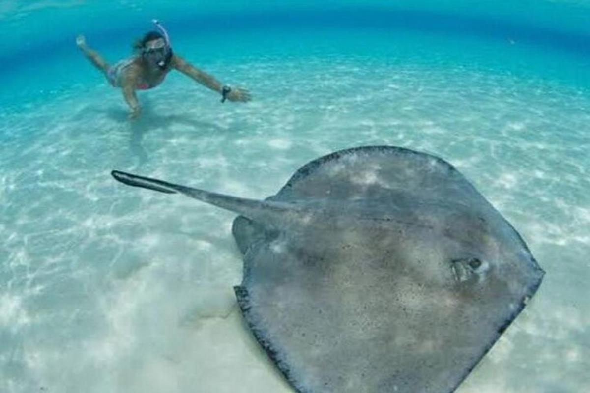 a person in the water next to a stingray in the ocean