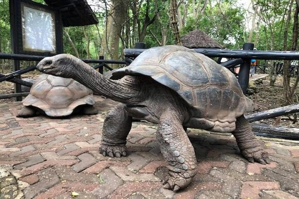 a statue of a tortoise sitting on a bench