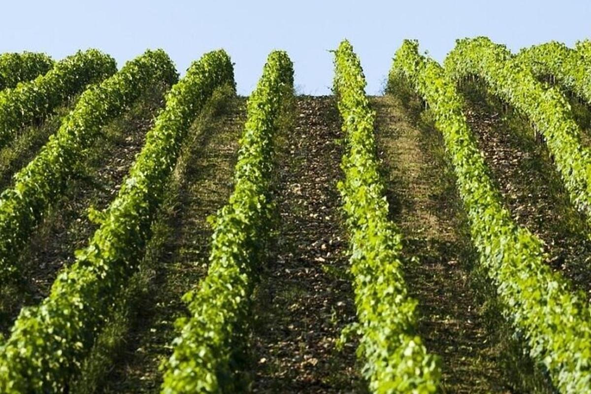 uma imagem de um campo de plantações verdes