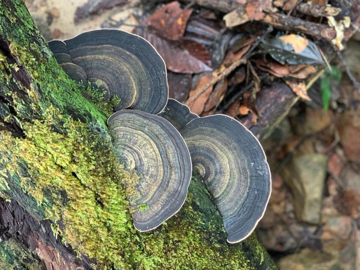 a group of ammonites on the side of a tree