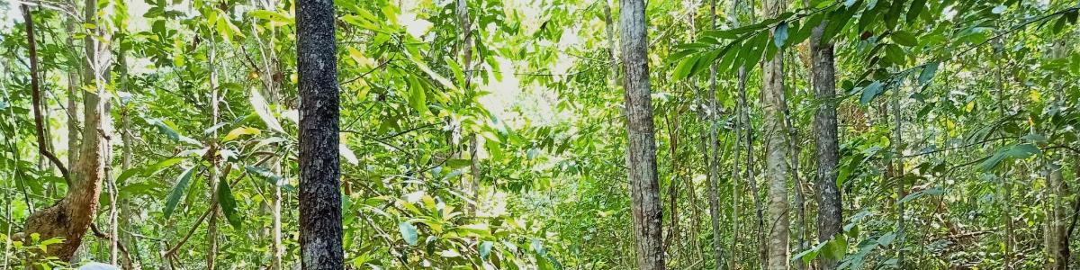 un bosc d'arbres amb fulles verdes