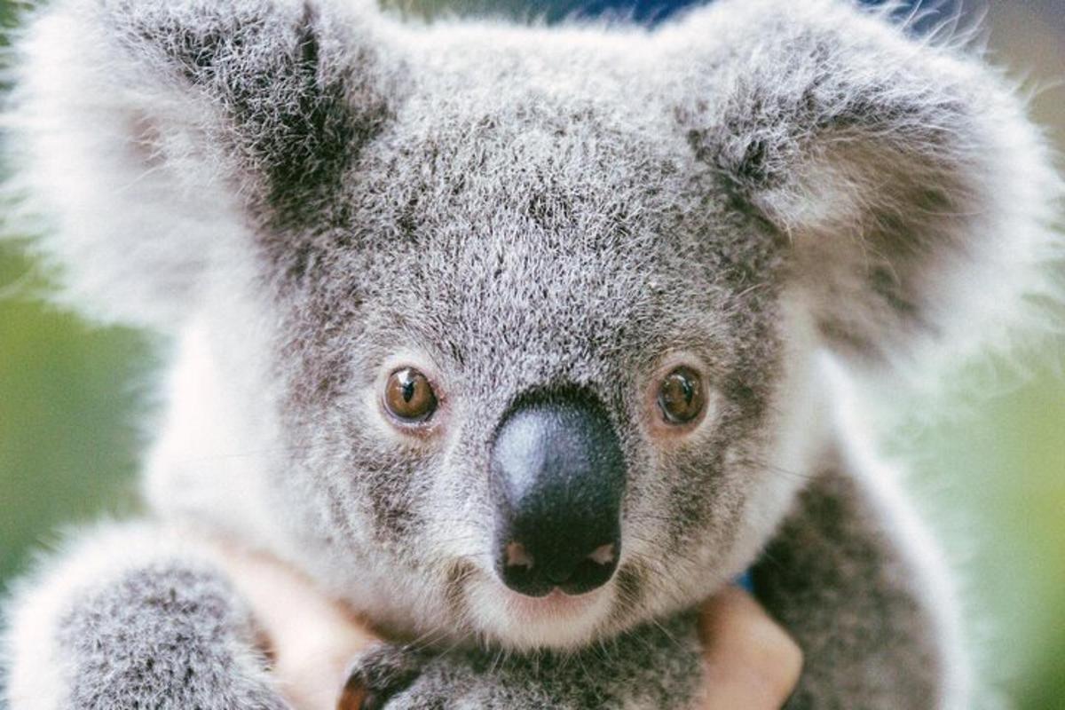 a koala is being held in a persons hand