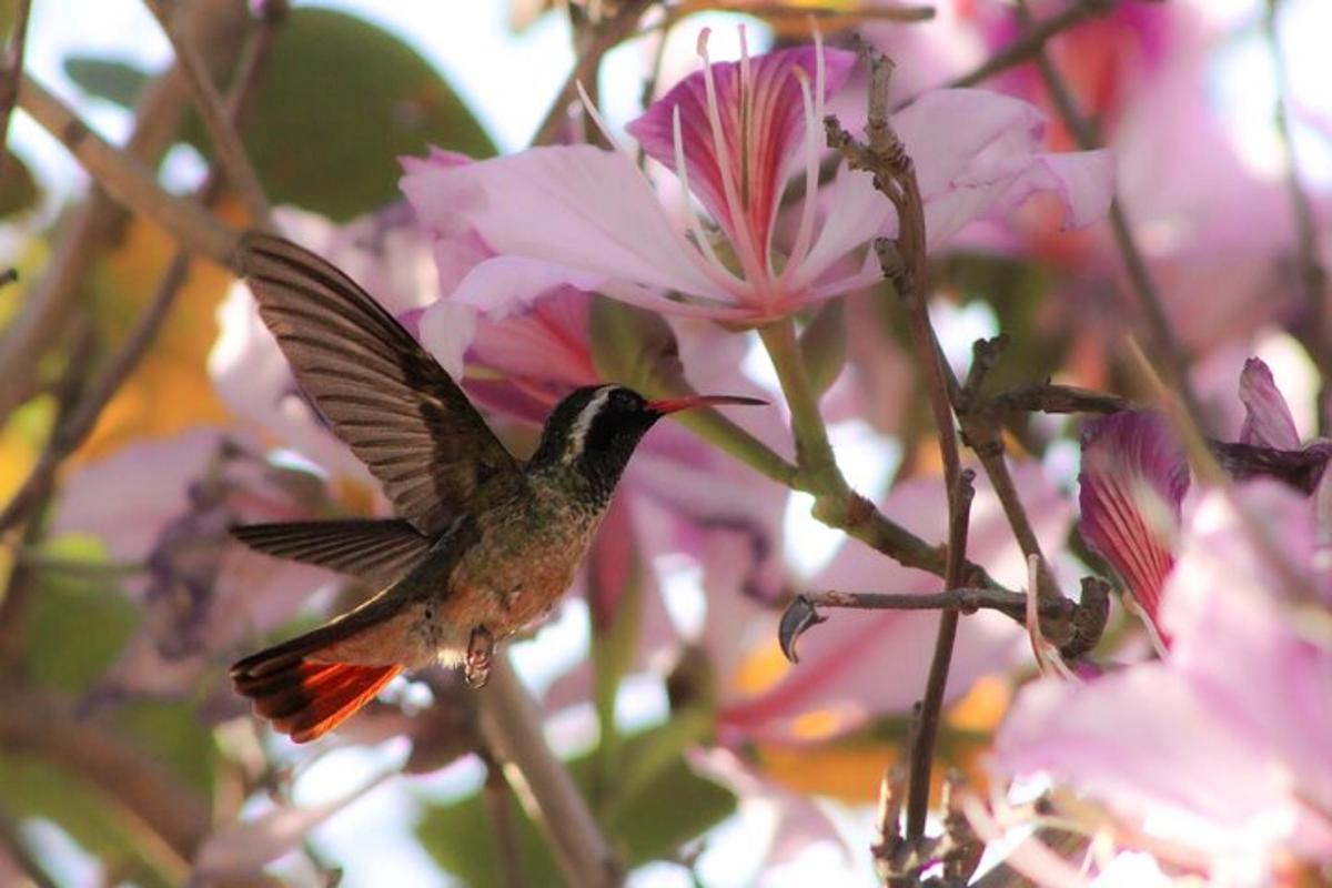 un colibrì appollaiato in cima a un fiore rosa