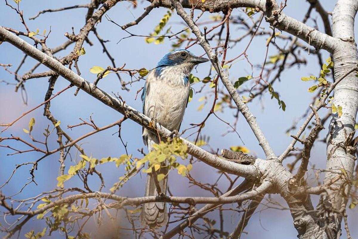 un uccello appollaiato in cima a un ramo di un albero