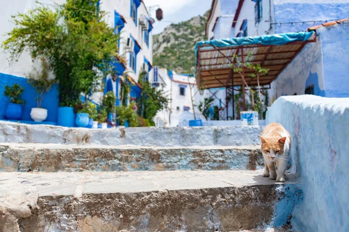 μια γάτα που κατεβαίνει τα σκαλιά ενός κτιρίου