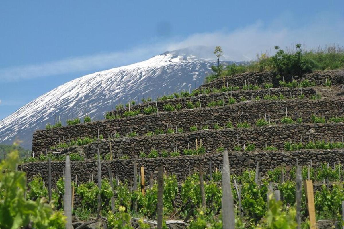ein schneebedeckter Berg vor einem Weinberg mit einem Berg