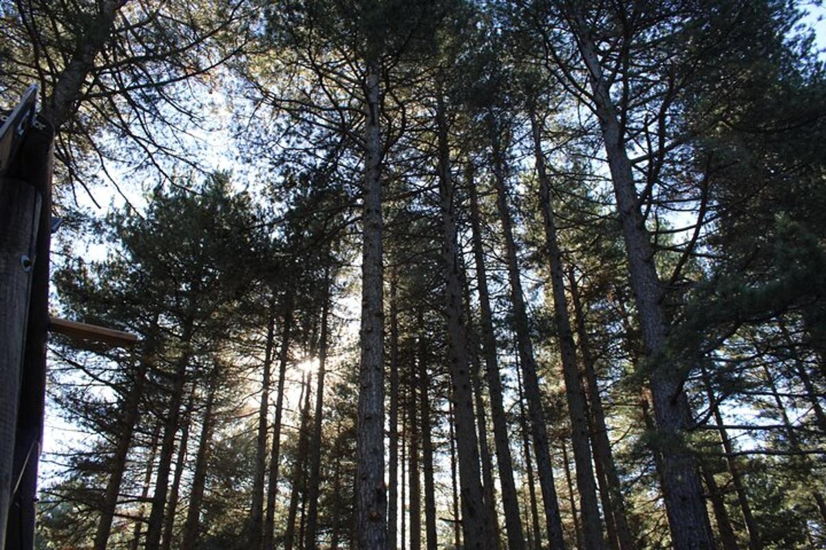 eine Gruppe hoher Bäume in einem Wald