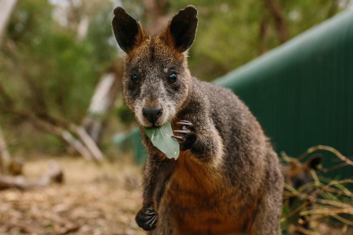 a kangaroo holding a leaf in its mouth