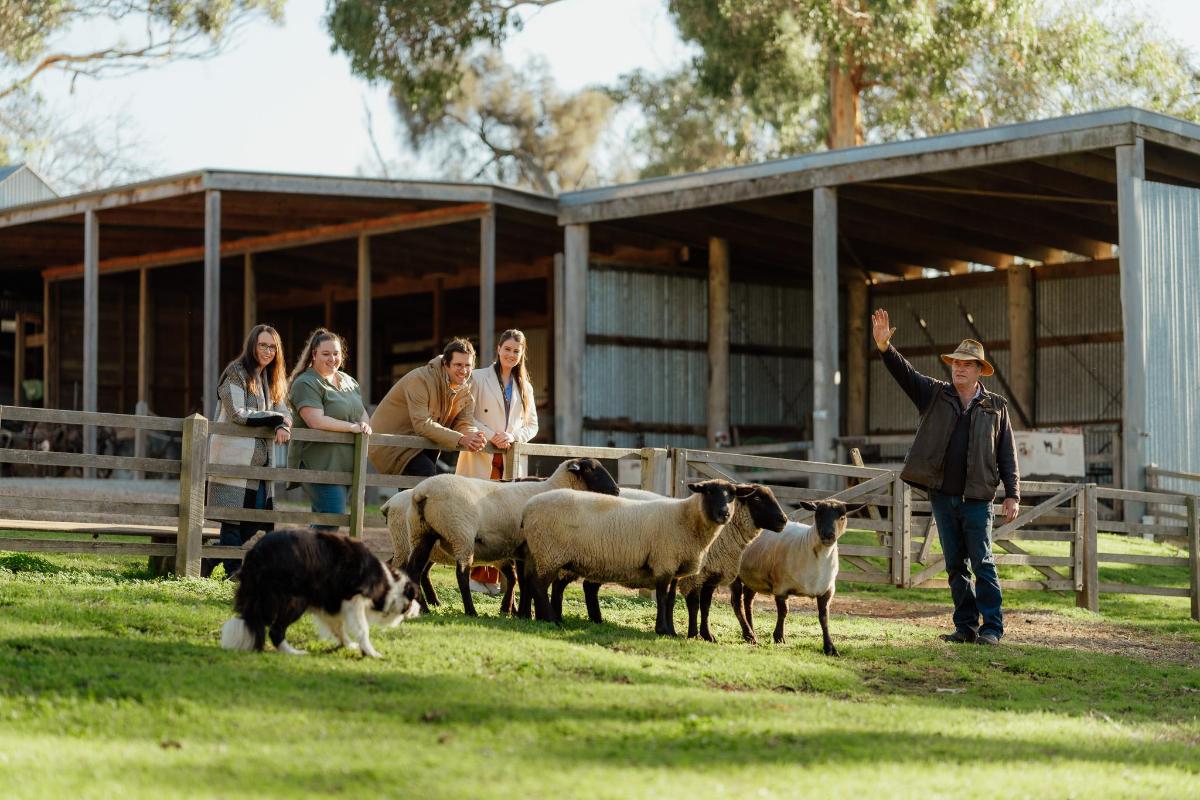 a man and a dog herding a group of sheep