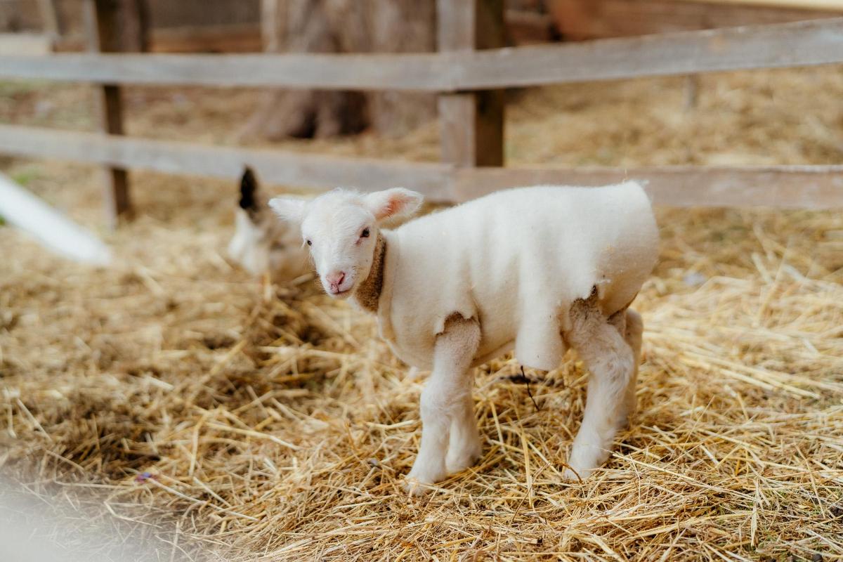a baby lamb standing in the hay in a pen