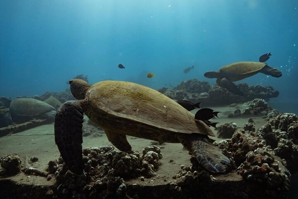 a turtle swimming in the ocean with other animals