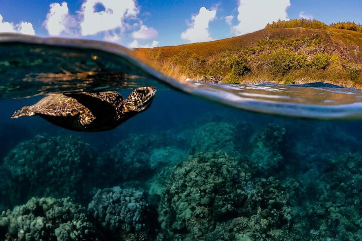 želva plavající v oceánu vedle ostrova