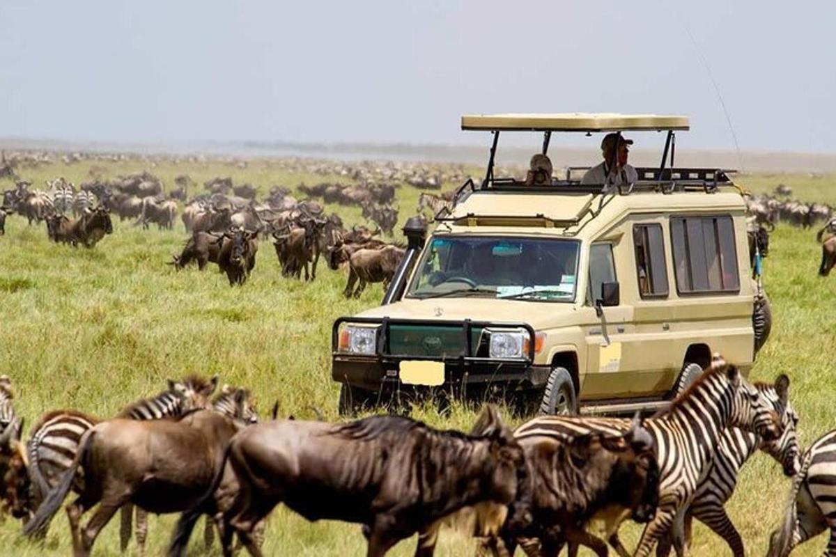 un veicolo da safari con persone in cima a una mandria di animali
