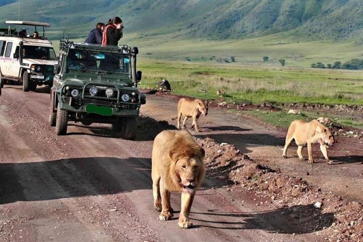un gruppo di animali che camminano su una strada sterrata