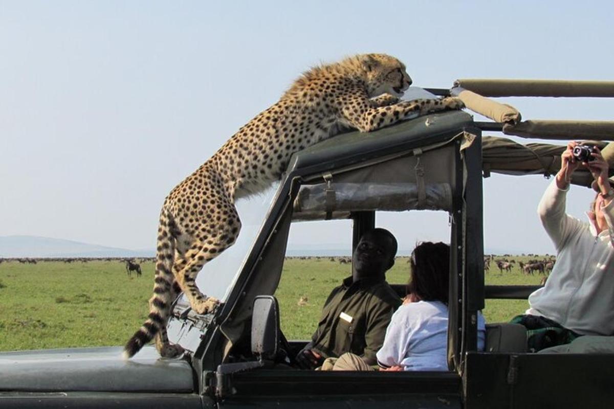 a cheetah standing on the roof of a vehicle