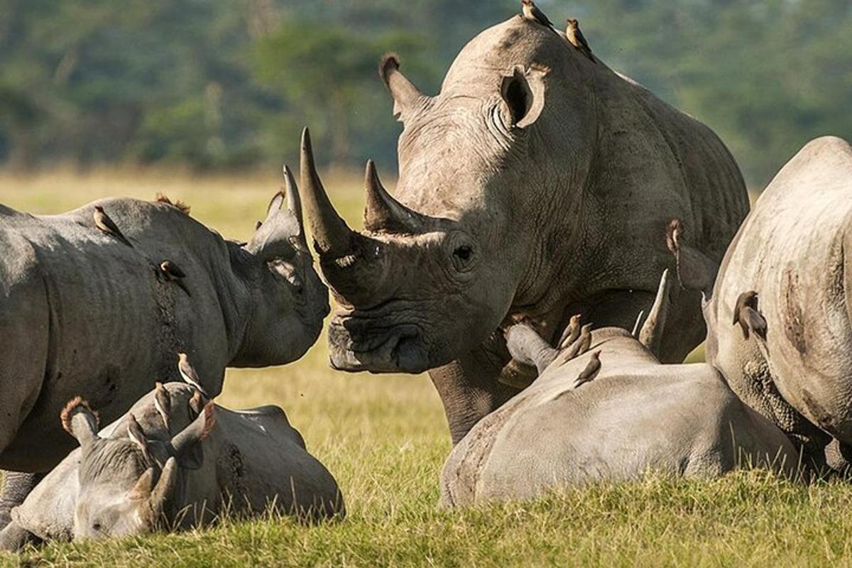 un gruppo di rinoceronti sdraiati sull'erba