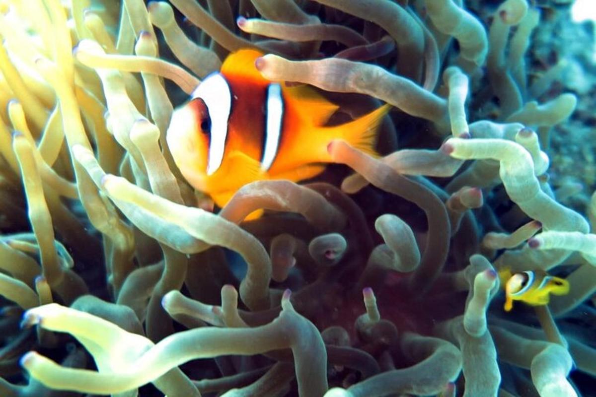 ikan badut di karang anemobik