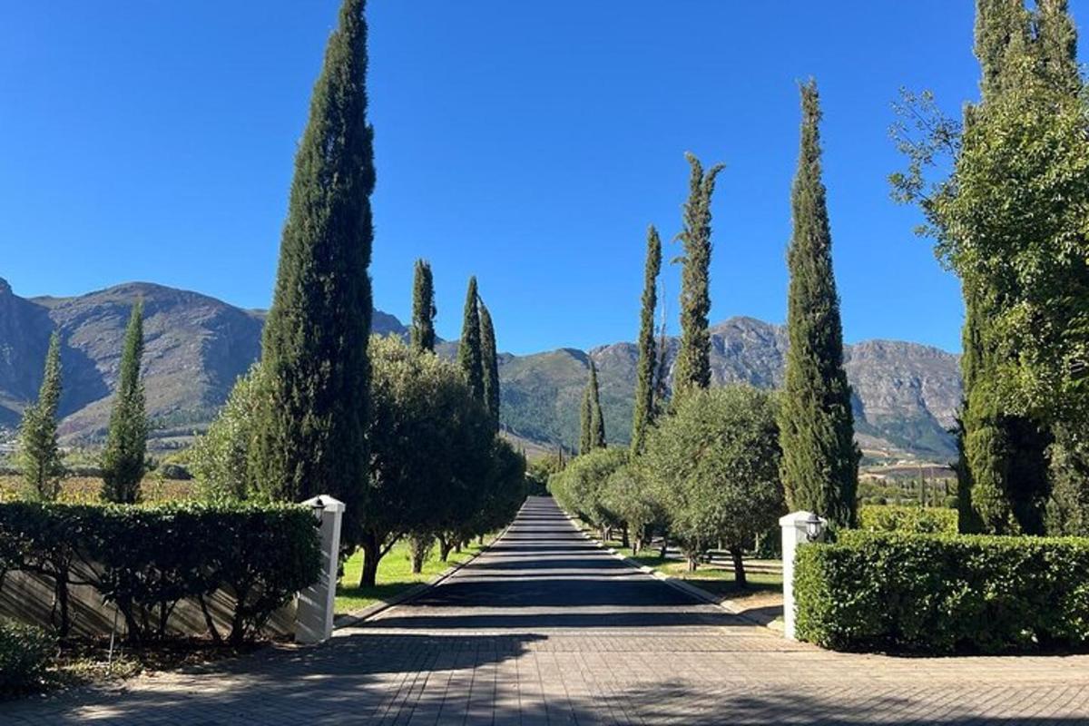 Una carretera con cipreses y montañas al fondo