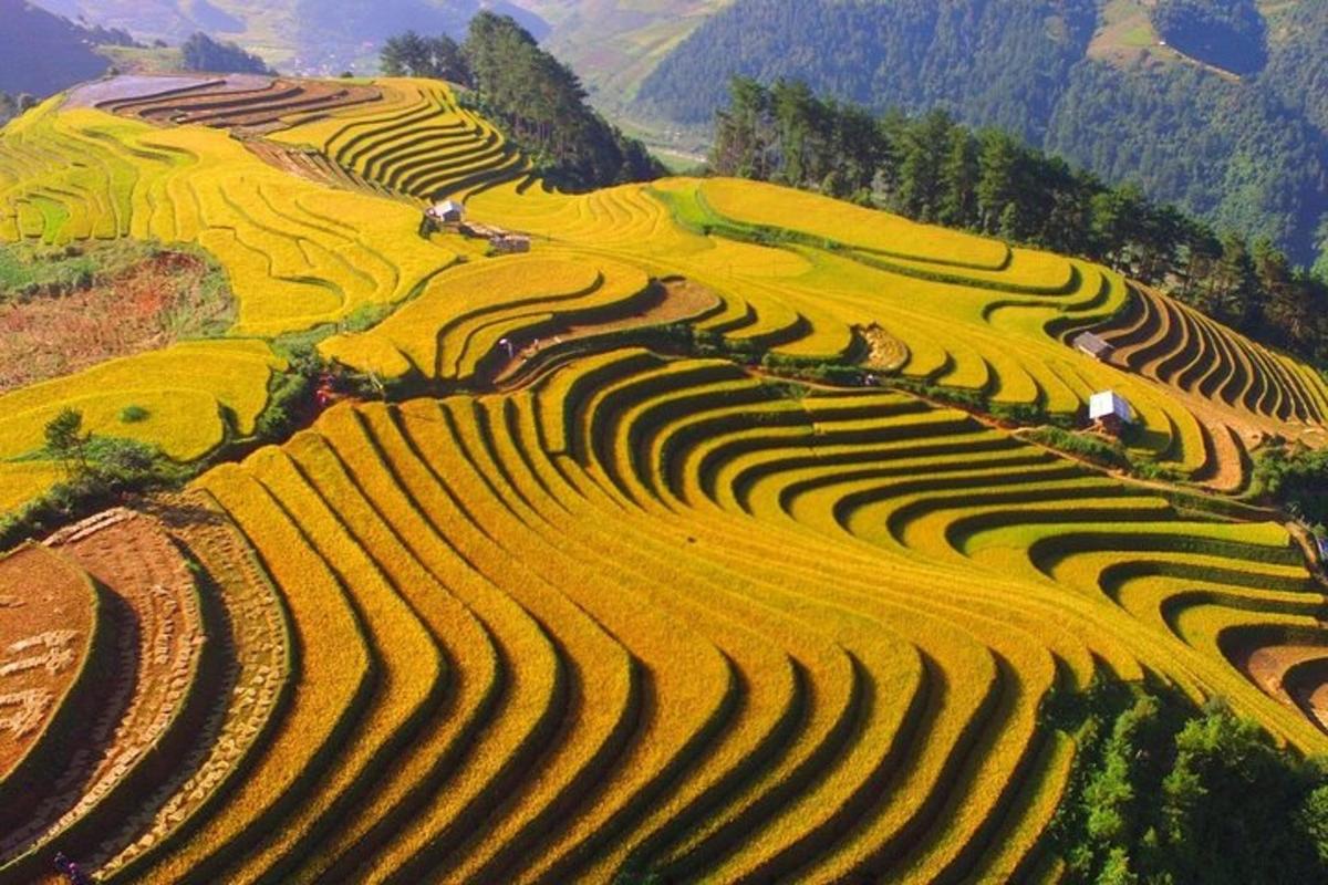 an aerial view of terraced rice fields on a mountain