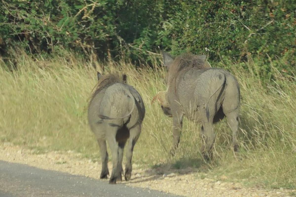 dos cebras caminando por el costado de una carretera