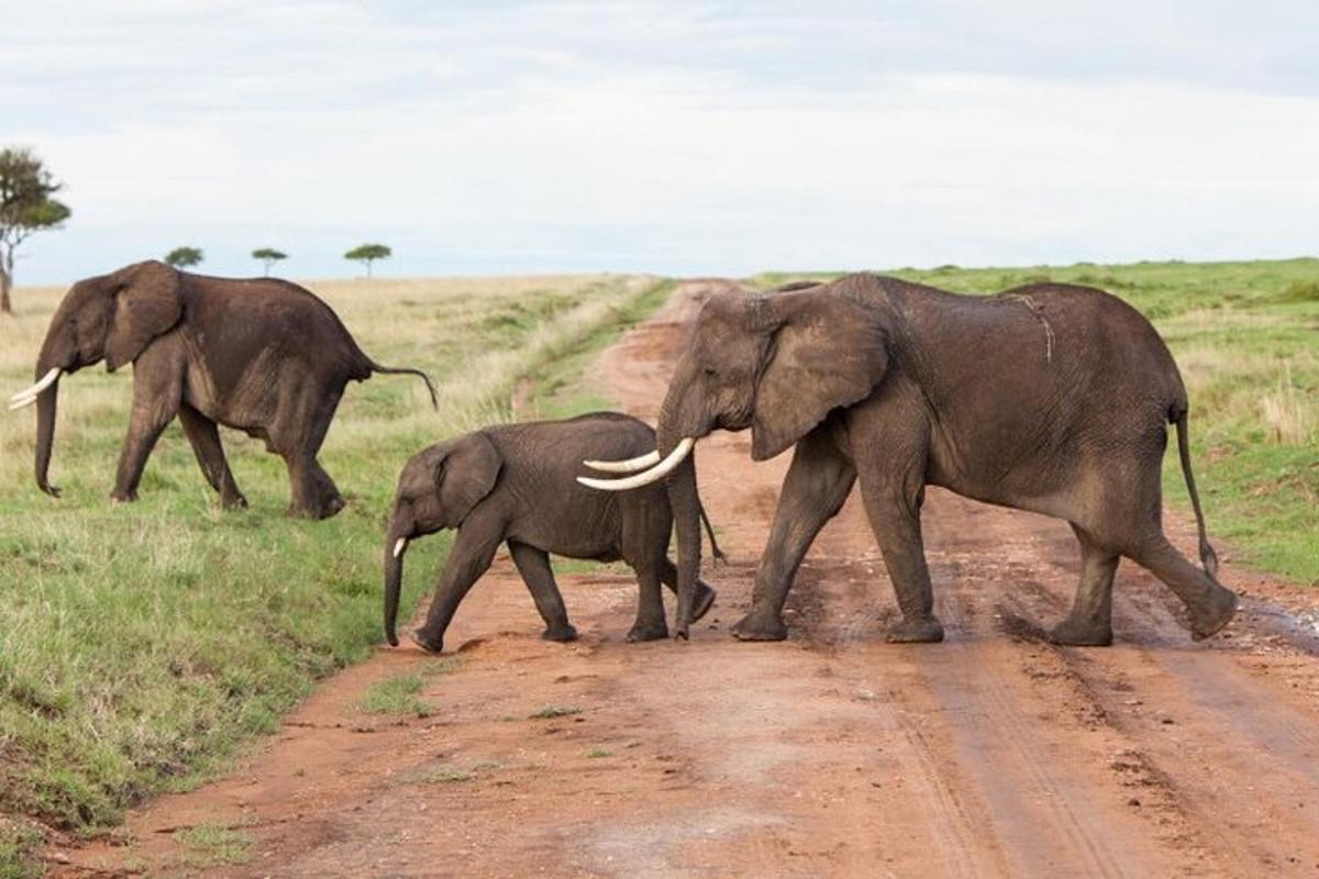 a group of elephants crossing a dirt road