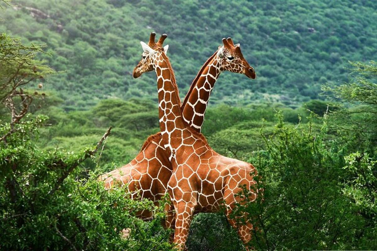 zwei Giraffen stehen nebeneinander auf einem Feld