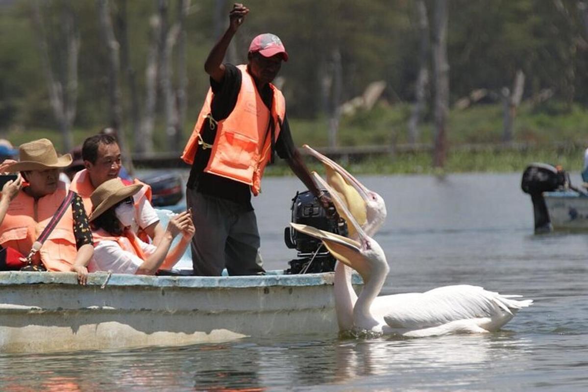Un hombre en un bote con gente observando un cisne.