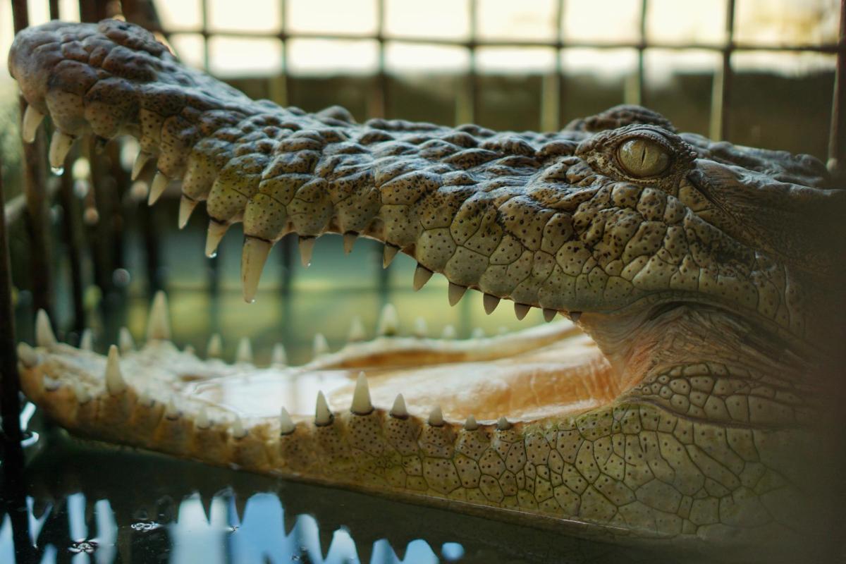 a crocodile with its mouth open in a cage