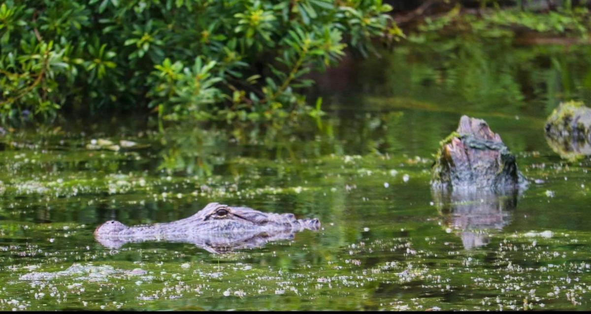 un alligatore che galleggia nell'acqua di uno stagno