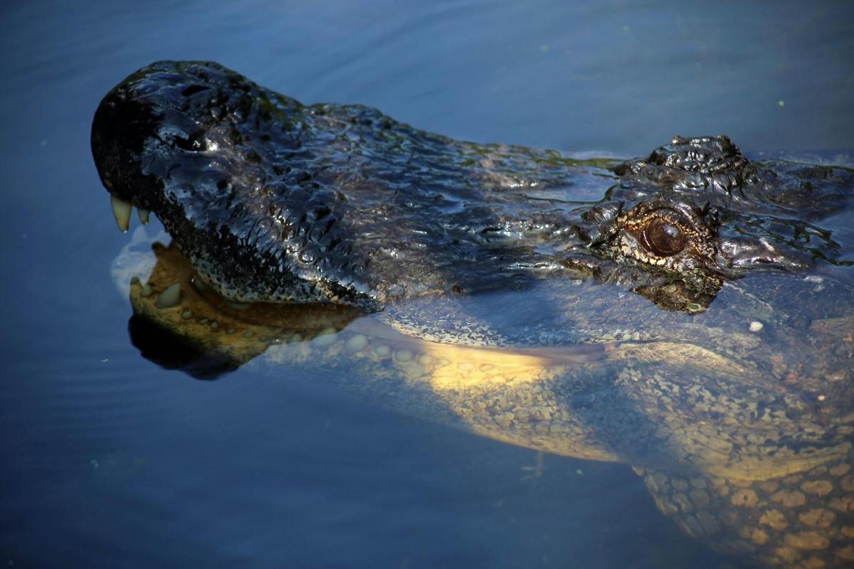 un alligatore che galleggia nell'acqua con la bocca aperta