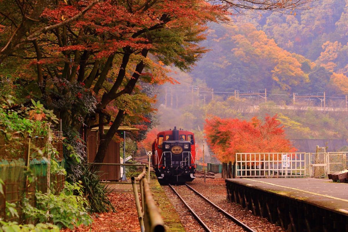 a train traveling down the tracks near a tree