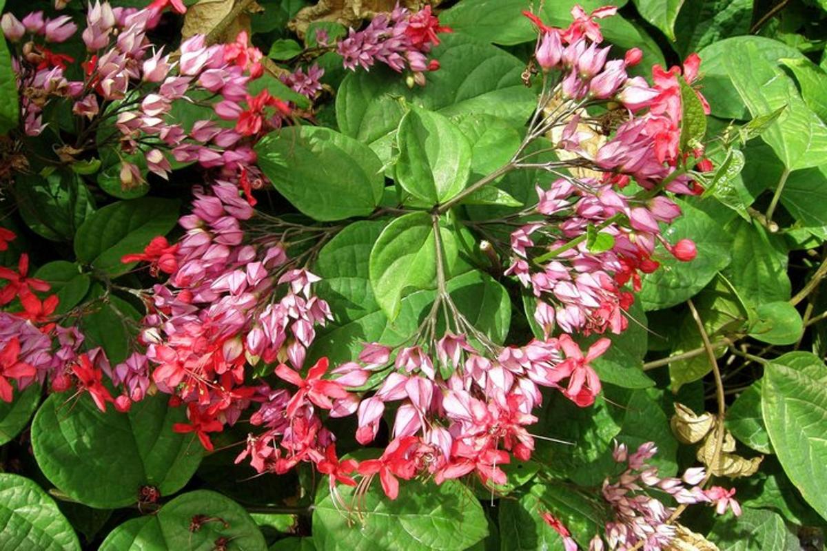 ein Strauß rosa Blüten auf einer Pflanze