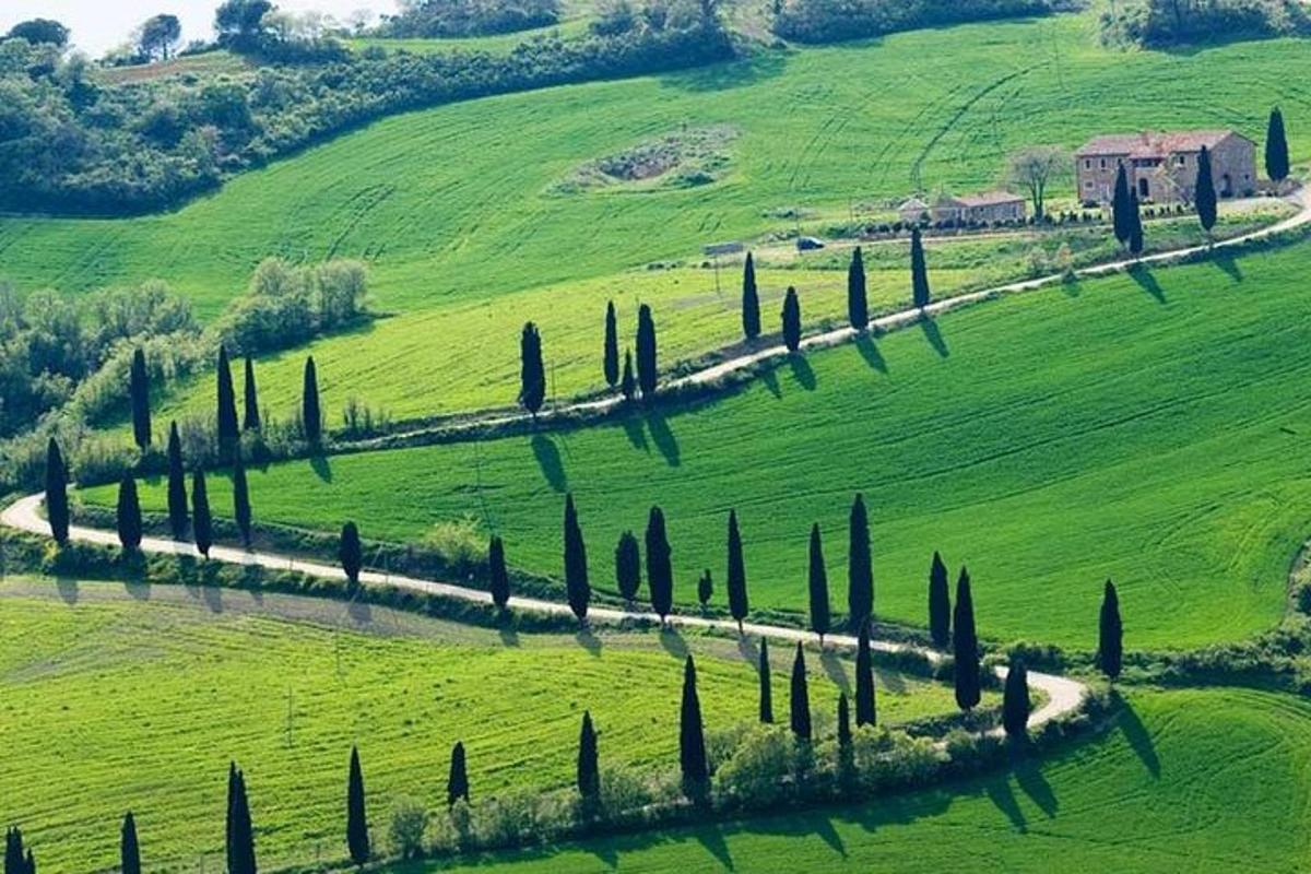 una strada in un campo verde con cipressi