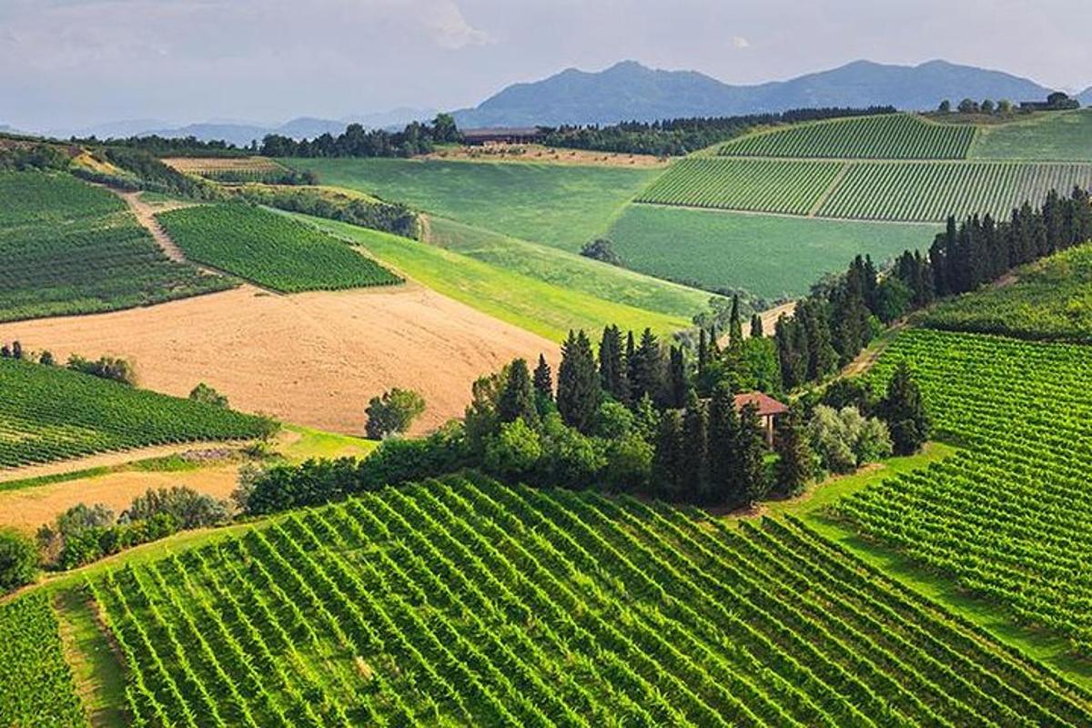 una vista aerea di un vigneto con alberi su una collina